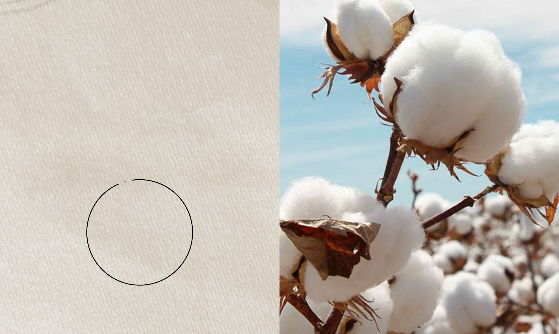 BY 2023 WE AIM TO USE 100% SUSTAINABLE COTTON. We define more sustainable cotton as including Better Cotton (formerly BCI), verified US-grown cotton (USCTP), organic, in-conversion (to verified organic), recycled and regenerative. 97% of our goal