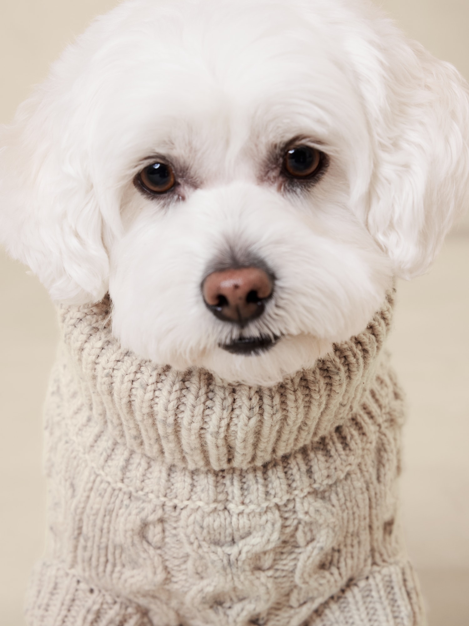 Sweater with shop dog on it